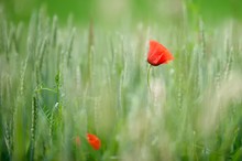 Mohn