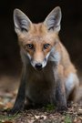 Noch 'n Fuchs-Makro