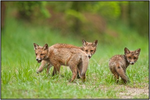 Die drei "Musketiere"