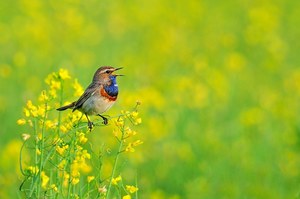 Raps, das war mein letztes Wort....