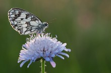 Schachbrett im sanften Gegenlicht