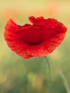 Klatschmohn...