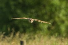 Waldohreule im Frontalanflug