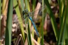 Die Große Königslibelle...(Anax imperator )