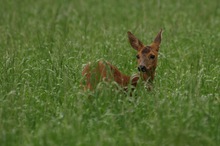 Ricke im hohen Gras