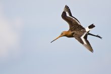 Uferschnepfe im Flug