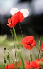 wilder mohn...