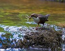 Wasseramsel