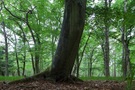 eine Buche im Zingster Naturschutzgebiet