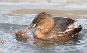 Zwergtaucher mit Beute