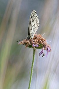 Der Schöne und das Biest