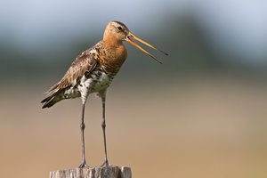 rufende Uferschnepfe