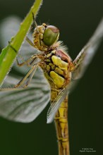 Frühe Heidelibelle....