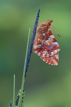 Hochmoor-Perlmutterfalter (Boloria aquilonaris)