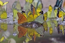 Schmetterlingsversammlung an einer feuchten Stelle