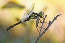 Sympetrum danae – Schwarze Heidelibelle