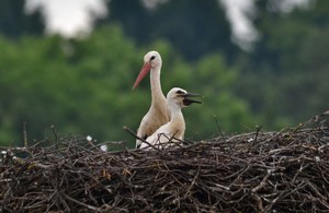 Weißstorch