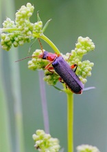 Soldatenkäfer