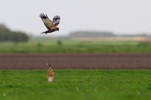 Hase attakiert Rohrweihe