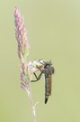 bedröbbelte Raubfliege