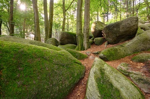 Im Wald der großen Steine