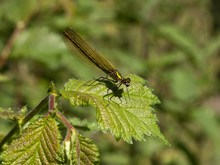 Libelle