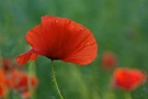 Mohn