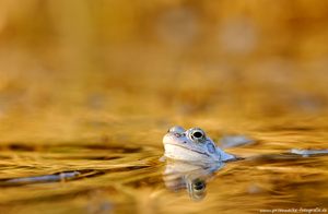 Moorfrosch im Abendlicht