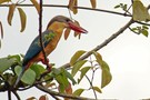Storkbilled Kingfisher / Storchschnabelliest