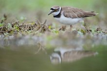 Flussregenpfeifer (Charadrius dubius)