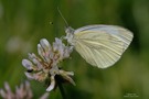 Grünader-Weißling  (Pieris napi)...