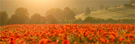 Mohn-Panorama