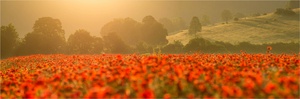 Mohn-Panorama