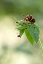 Vespa crabro