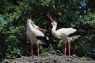 Klapperstorch