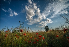 Sommermohn