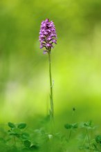 Anacamptis pyramidalis