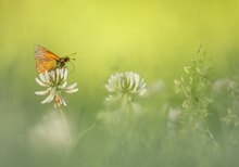 Wiesenstück