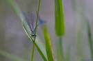 Blaue Federlibelle