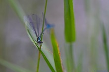 Blaue Federlibelle