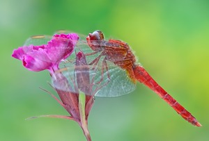 Feuerlibelle