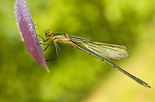 Common Spreadwing