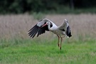 Weißstorch