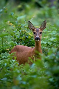 Meine Ricke 2. Versuch