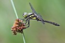 Sympetrum danae – Schwarze Heidelibelle