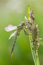 Westliche Keiljungfer