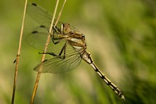 White-Tailed Skimmer