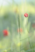 Minimohn