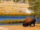 Bison, Yellowstone National Park