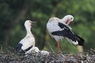 Weissstorch